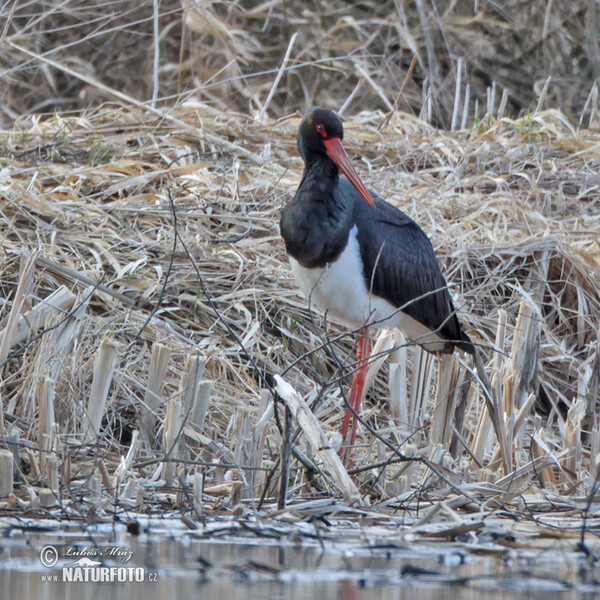 Black Stork (Ciconia nigra)