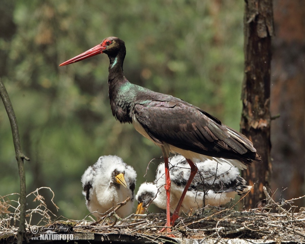 Black Stork (Ciconia nigra)