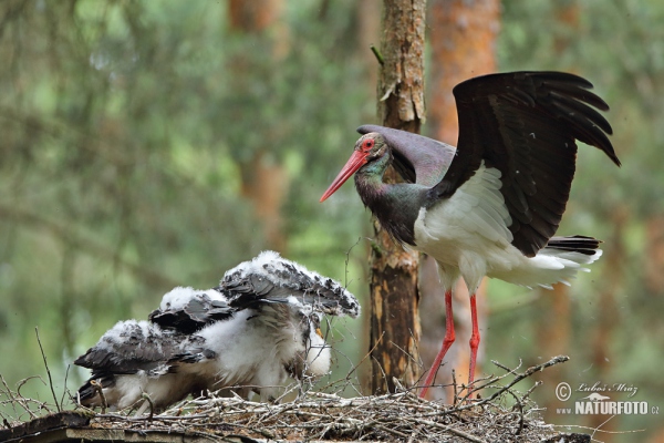 Black Stork (Ciconia nigra)