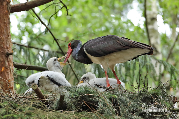 Black Stork (Ciconia nigra)