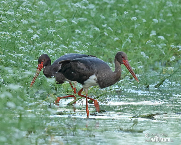 Black Stork (Ciconia nigra)