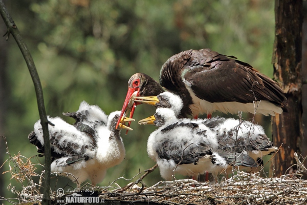 Black Stork (Ciconia nigra)