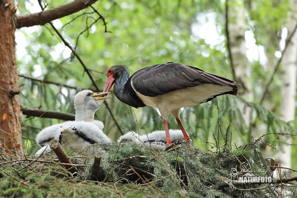 Black Stork (Ciconia nigra)