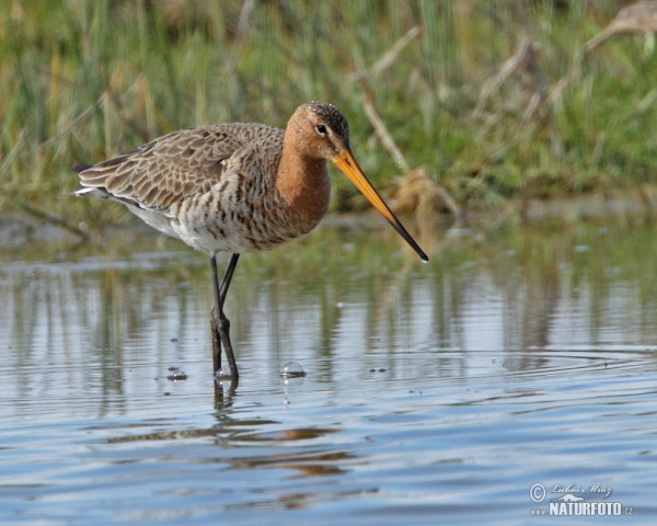 Black-tailed Godwit (Limosa limosa)