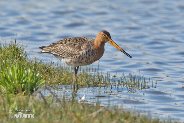 Black-tailed Godwit (Limosa limosa)