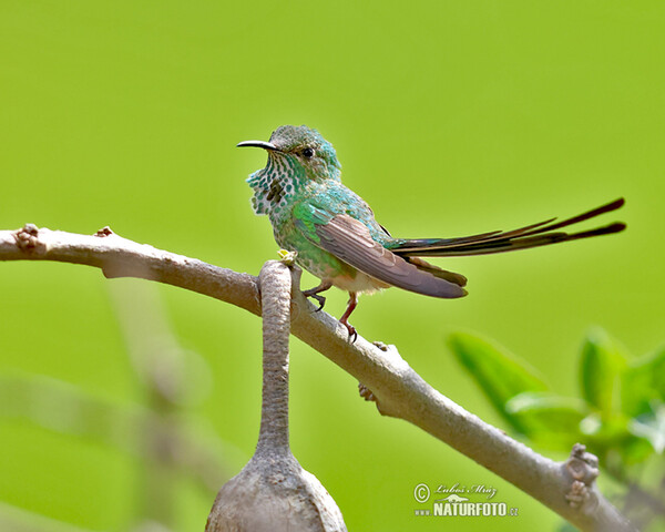 Black-tailed Trainbearer (Lesbia victoriae)