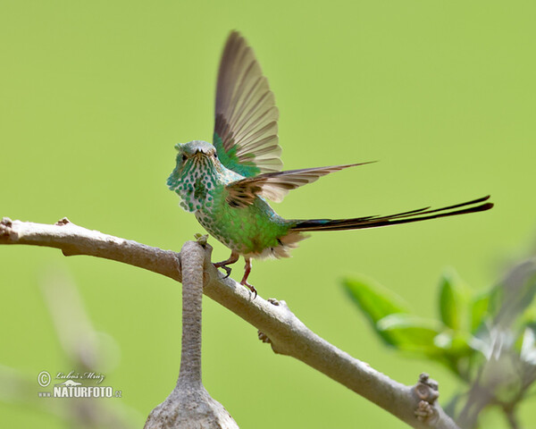 Black-tailed Trainbearer (Lesbia victoriae)