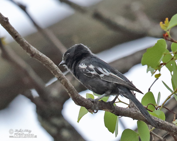 Black Tit (Melaniparus niger)