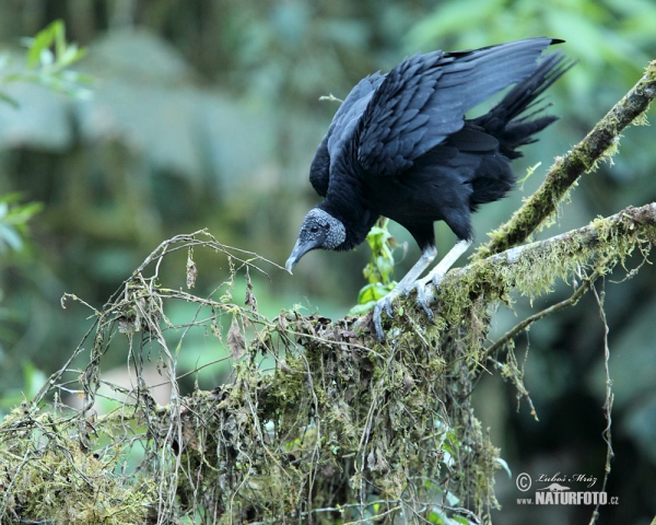 Black Vulture (Coragyps atratus)