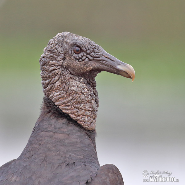 Black Vulture (Coragyps atratus)