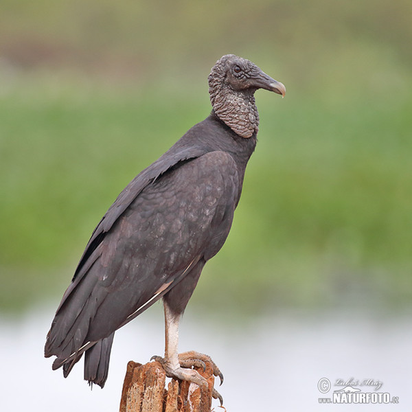 Black Vulture (Coragyps atratus)