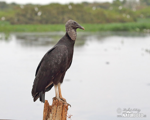 Black Vulture (Coragyps atratus)