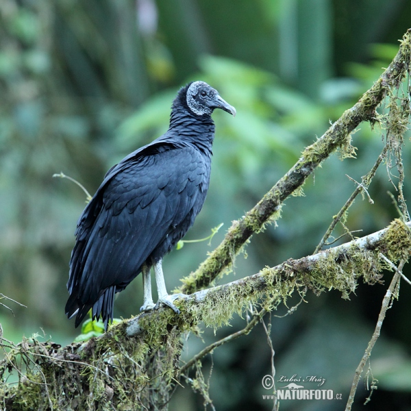 Black Vulture (Coragyps atratus)