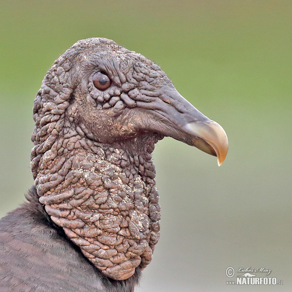 Black Vulture (Coragyps atratus)