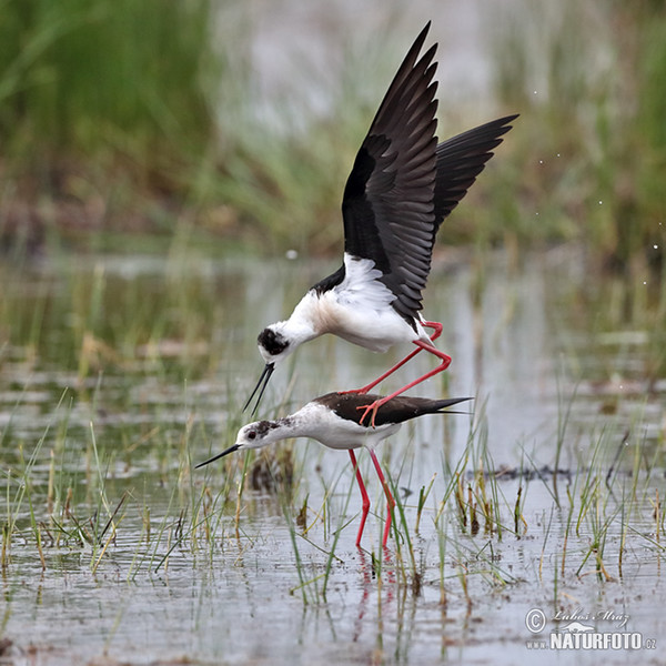 Black-winged Stilt (Himantopus himantopus)