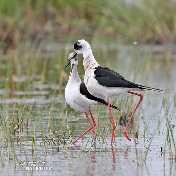 Black-winged Stilt (Himantopus himantopus)