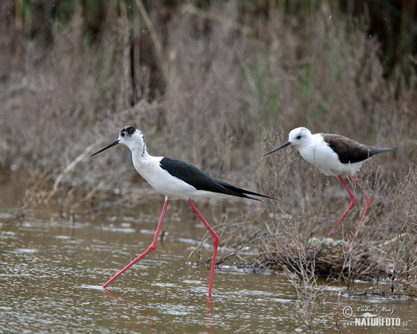 Black-winged Stilt (Himantopus himantopus)