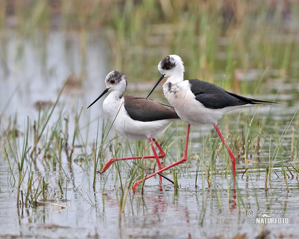 Black-winged Stilt (Himantopus himantopus)