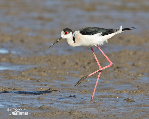 Black-winged Stilt (Himantopus himantopus)