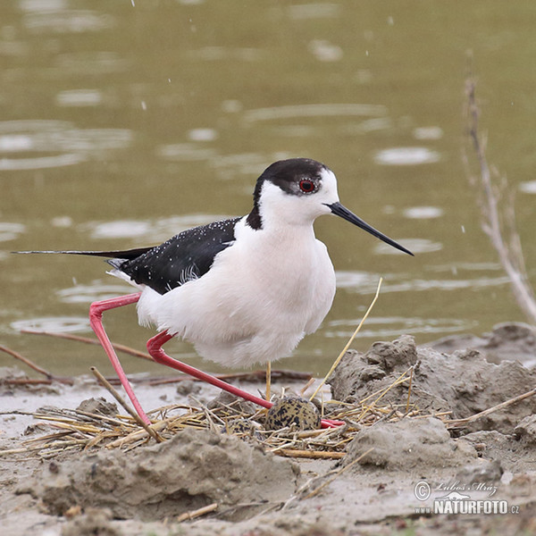 Black-winged Stilt (Himantopus himantopus)