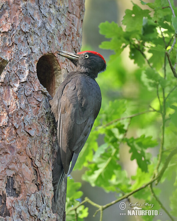 Black Woodpecker (Dryocopus martius)