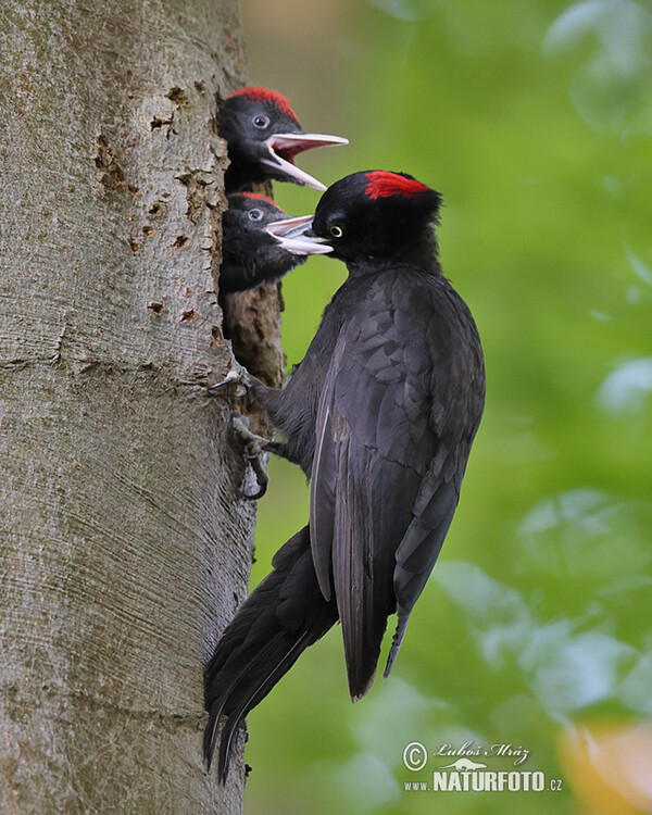 Black Woodpecker (Dryocopus martius)