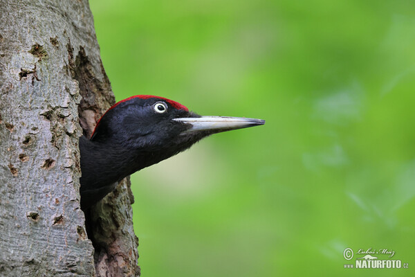 Black Woodpecker (Dryocopus martius)