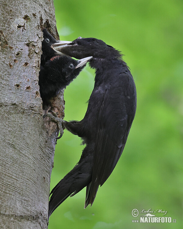 Black Woodpecker (Dryocopus martius)