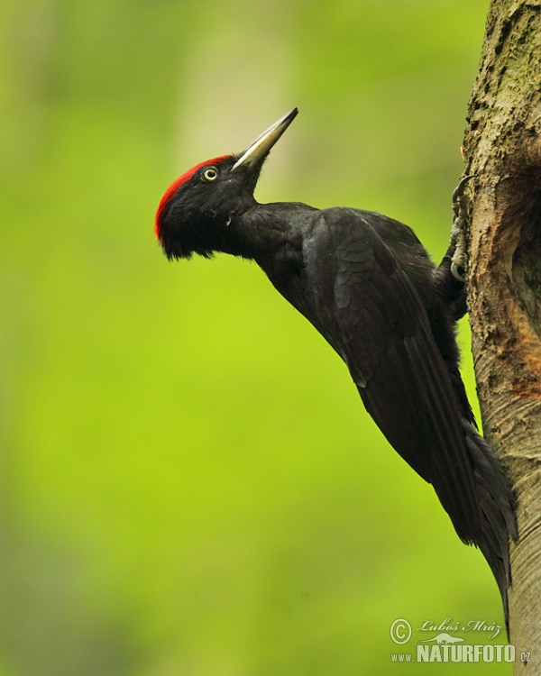 Black Woodpecker (Dryocopus martius)