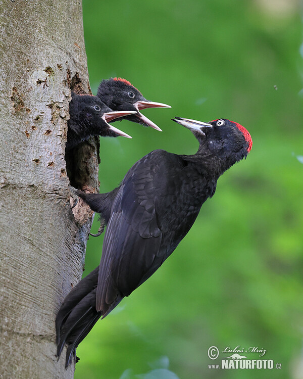 Black Woodpecker (Dryocopus martius)