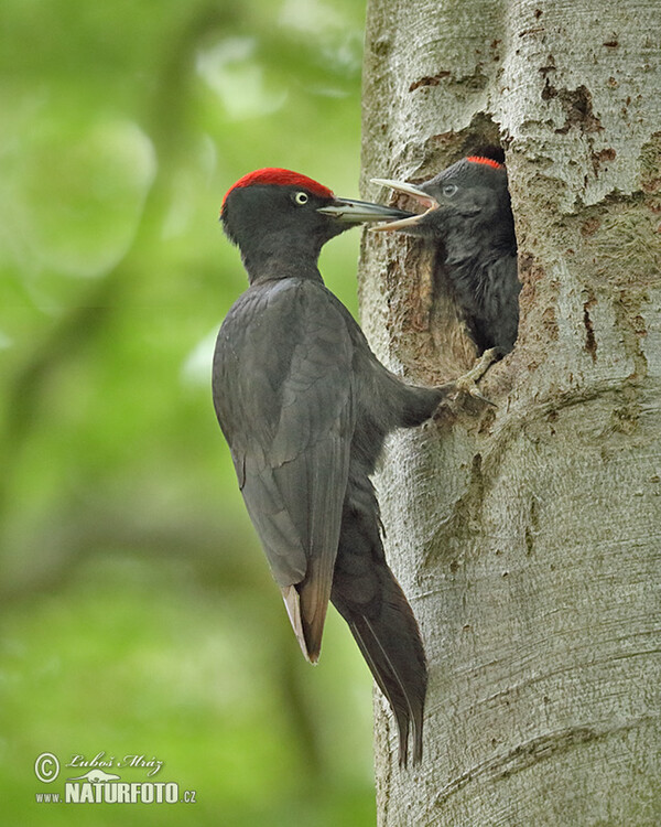 Black Woodpecker (Dryocopus martius)