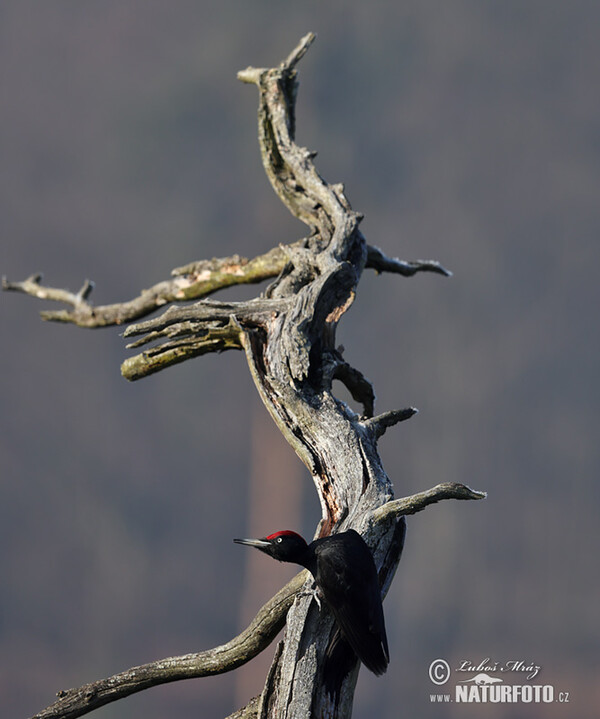 Black Woodpecker (Dryocopus martius)