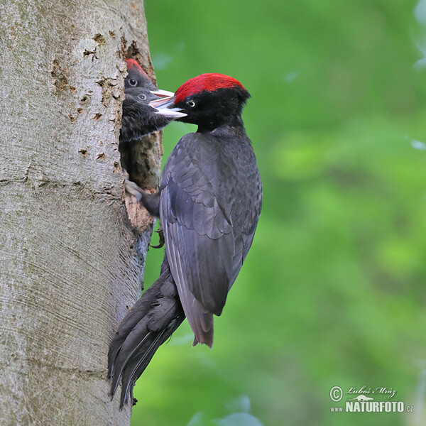 Black Woodpecker (Dryocopus martius)