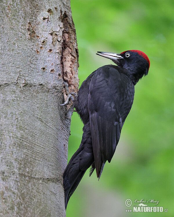 Black Woodpecker (Dryocopus martius)