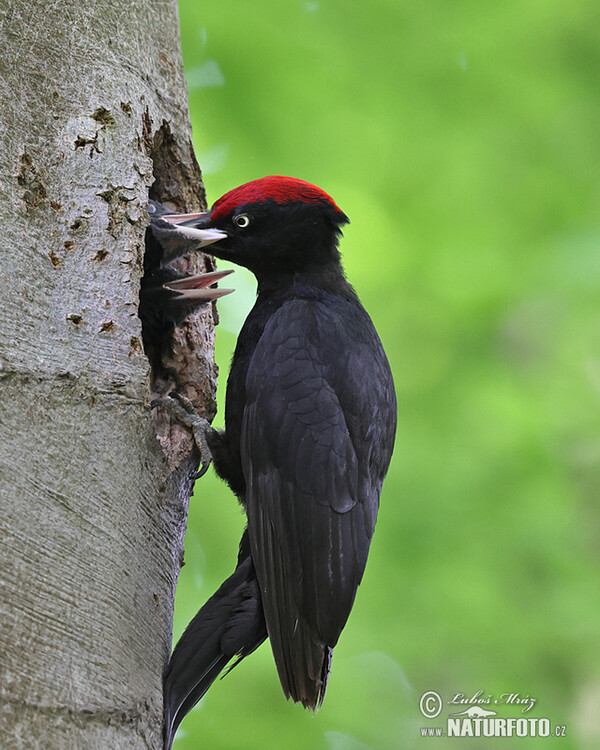 Black Woodpecker (Dryocopus martius)