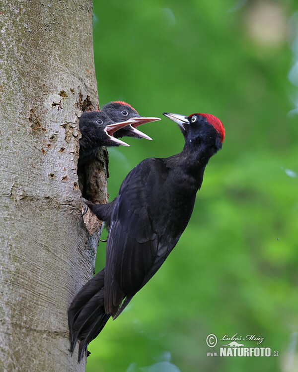 Black Woodpecker (Dryocopus martius)