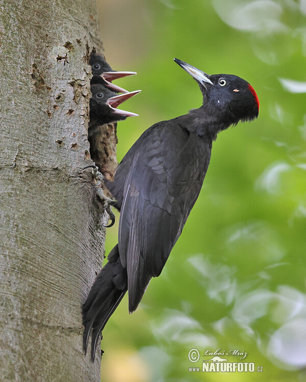 Black Woodpecker (Dryocopus martius)