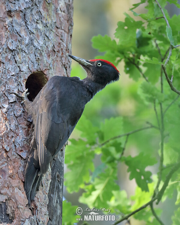 Black Woodpecker (Dryocopus martius)