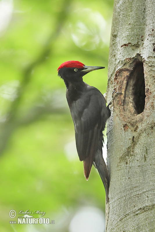 black woodpecker black woodpecker