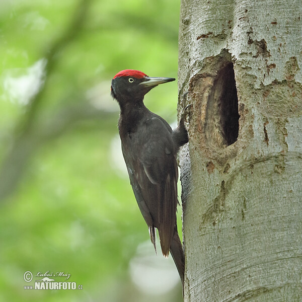 Black Woodpecker (Dryocopus martius)