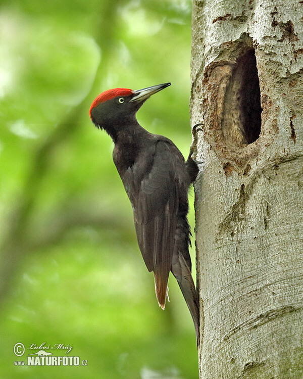 Black Woodpecker (Dryocopus martius)