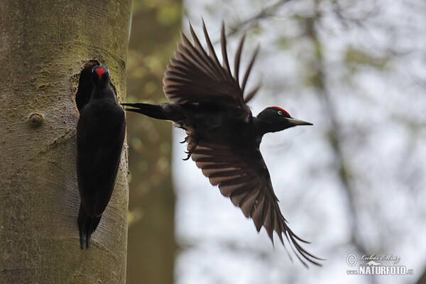 Black Woodpecker (Dryocopus martius)