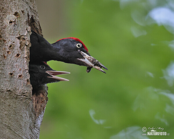 Black Woodpecker (Dryocopus martius)