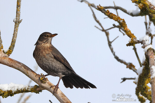 Blackbird (Turdus merula)