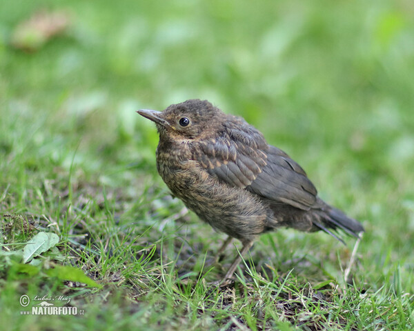 Blackbird (Turdus merula)