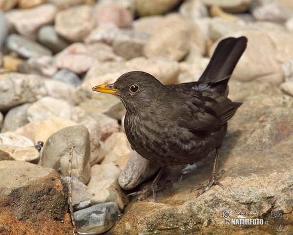 Blackbird (Turdus merula)