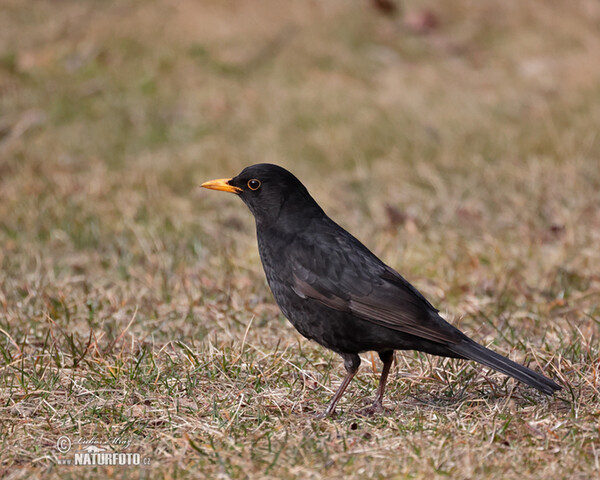 Blackbird (Turdus merula)