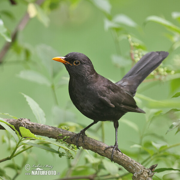 Blackbird (Turdus merula)