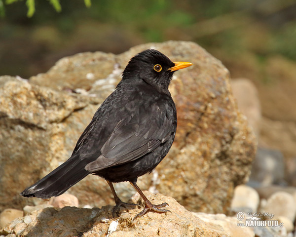 Blackbird (Turdus merula)