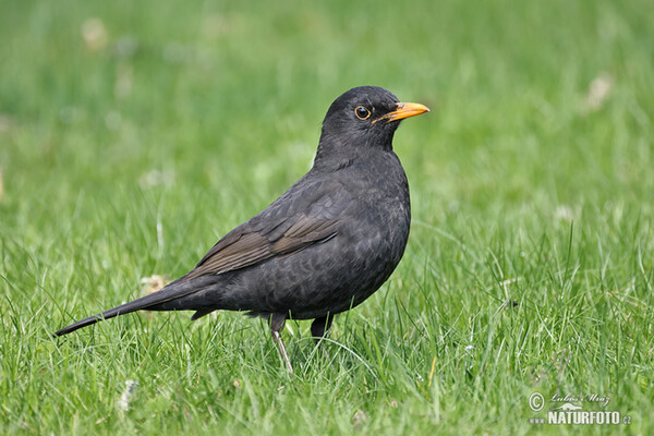 Blackbird (Turdus merula)